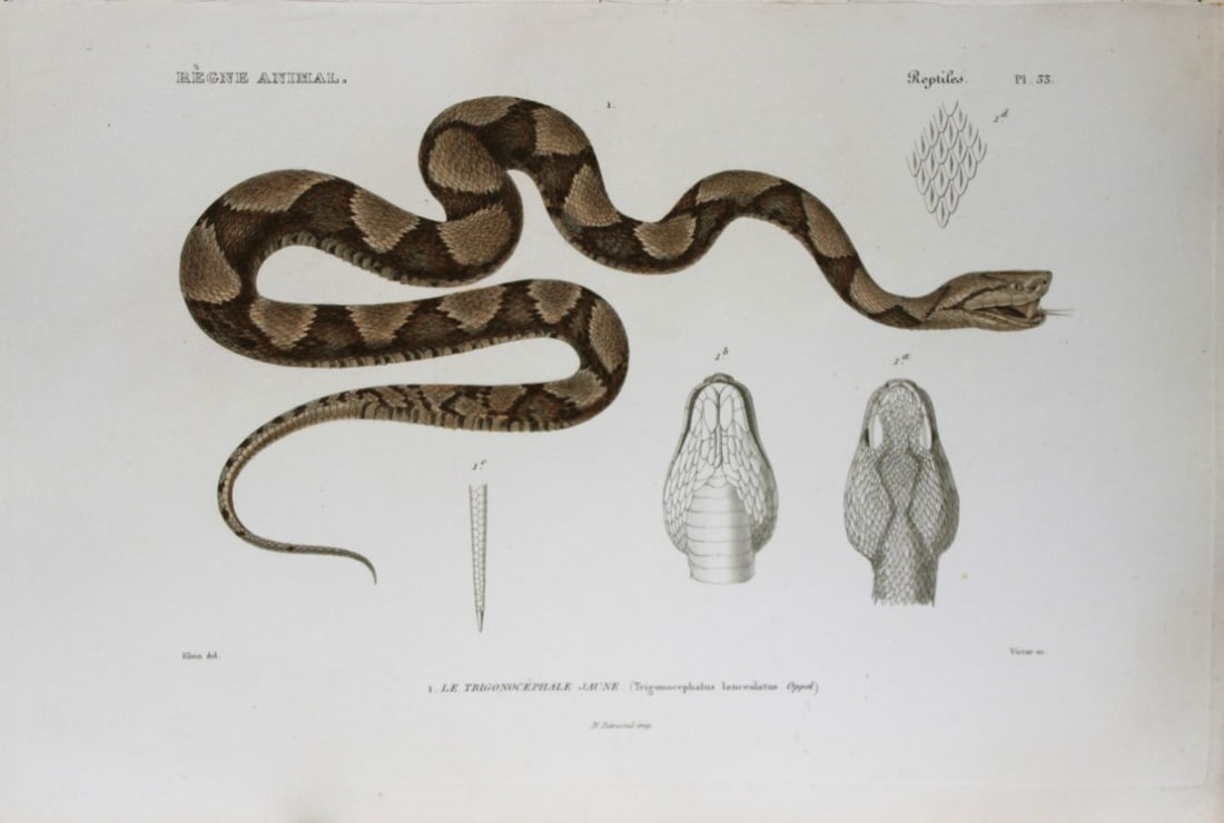 Cuvier - Engraving of Fer-de-lance or Martinique Lancehead 1836: This antique engraving is from Le Regne Animal (The Animal Kingdom) by Baron Georges Cuvier. Published by Fortin, Masson et Cie and printed by N Remond, Paris 1836.Artists who contributed to this volu