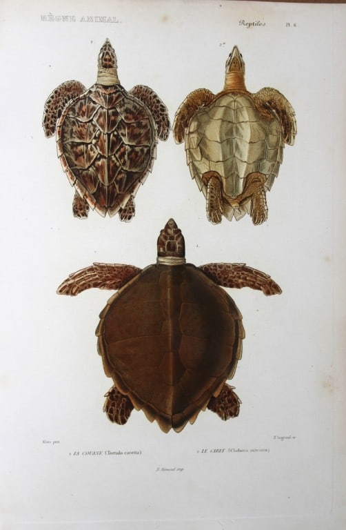 Cuvier - Engraving of Hawksbill and Loggerhead Turtles 1836: This antique engraving is from Le Regne Animal (The Animal Kingdom) by Baron Georges Cuvier. Published by Fortin, Masson et Cie and printed by N Remond, Paris 1836.Artists who contributed to this volu