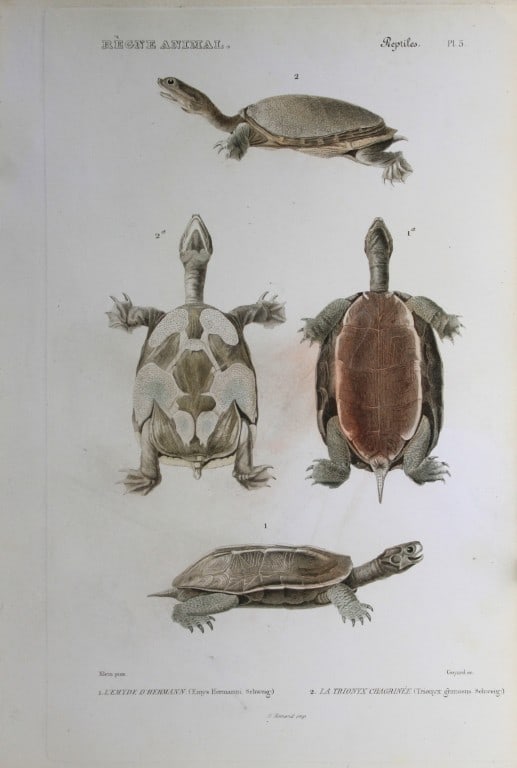 Cuvier - Engraving of Terrapin and Indian Shell Turtle 1836 (1 of 1)