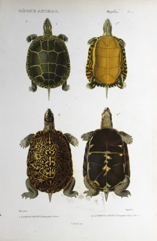 Cuvier - Engraving of the Painted Turtle and Box Turtle 1836 (1 of 1)