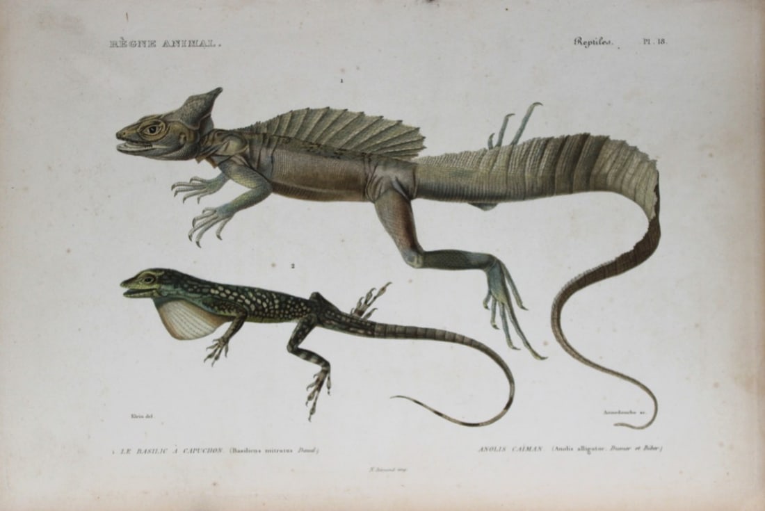 Cuvier - Engraving of Mitred Basilisk and Martinique Anole 1836: This antique engraving is from Le Regne Animal (The Animal Kingdom) by Baron Georges Cuvier. Published by Fortin, Masson et Cie and printed by N Remond, Paris 1836.Artists who contributed to this volu