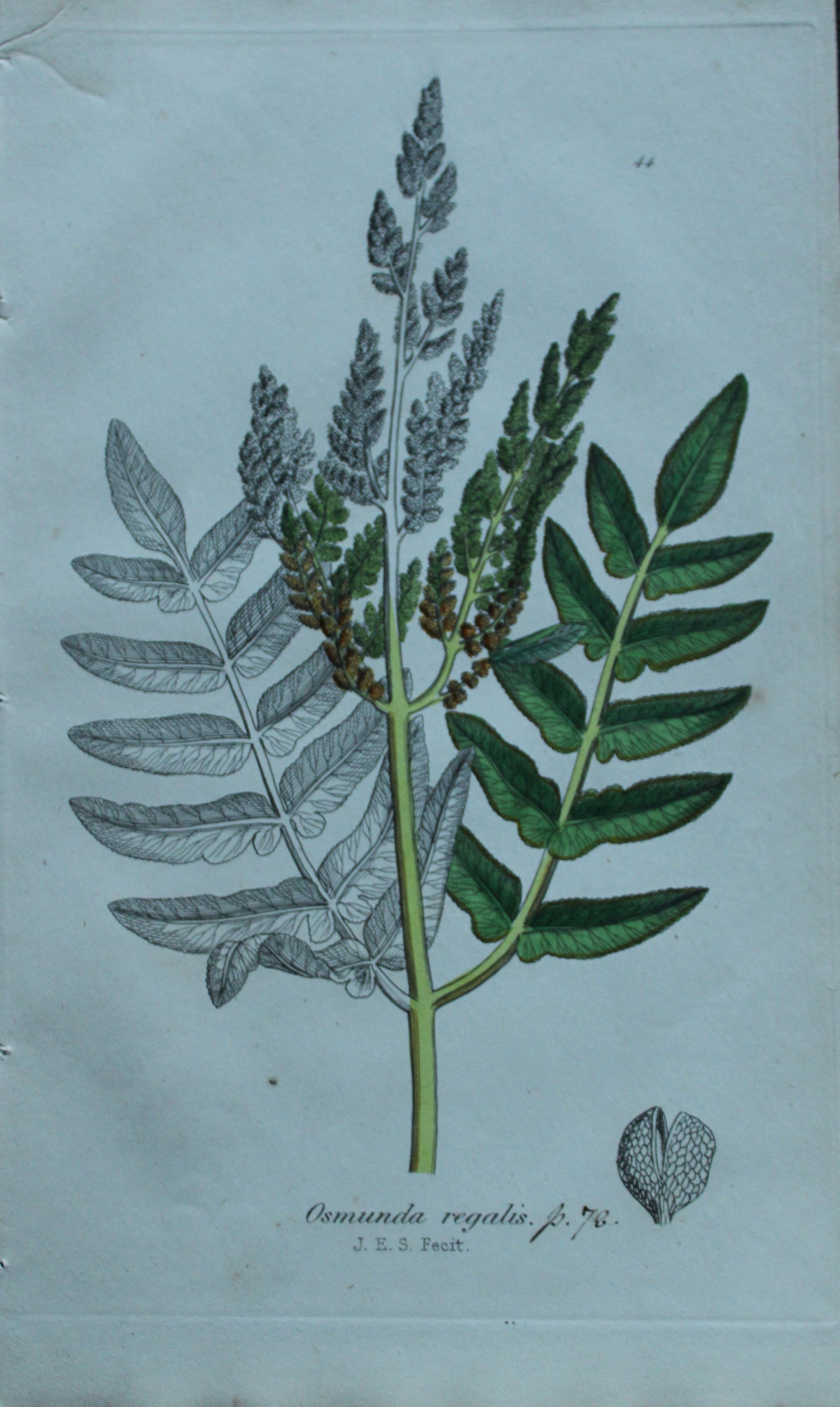 Set of 25 fern engravings by J Sowerby 1855 (1 of 3)