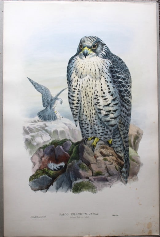 John Gould - Original lithograph of Iceland Falcon 1862-73: This original lithograph of the Iceland Falcon (Falco islandus) is from John Gould's Birds of Great Britain, issued in 25 parts between 1862 and 1873. This plate is number 11 from volume 1 of this wor