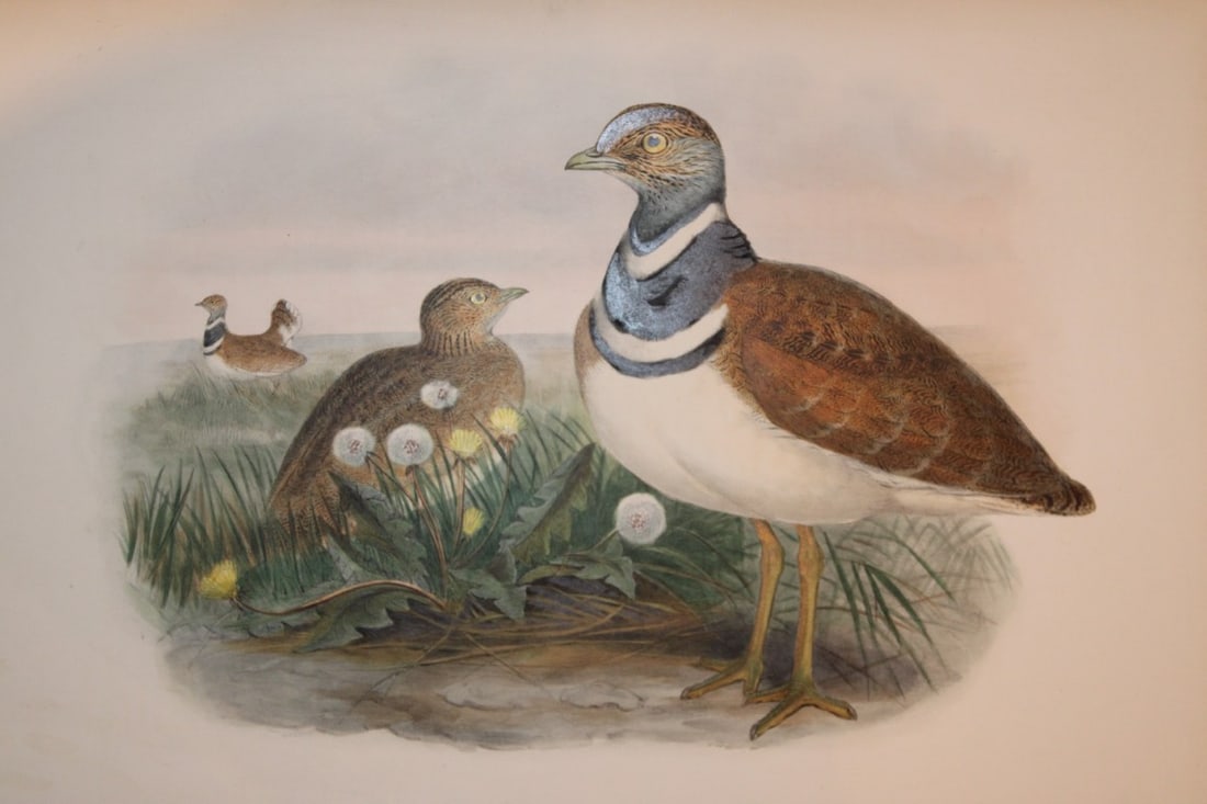 John Gould - Original lithograph of the Little Bustard 1862-73 (1 of 2)