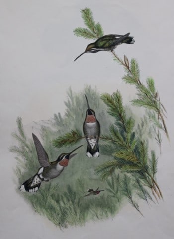 John Gould - Original lithograph of Constant's Star-throat Humming Bird 1849-61 (1 of 2)