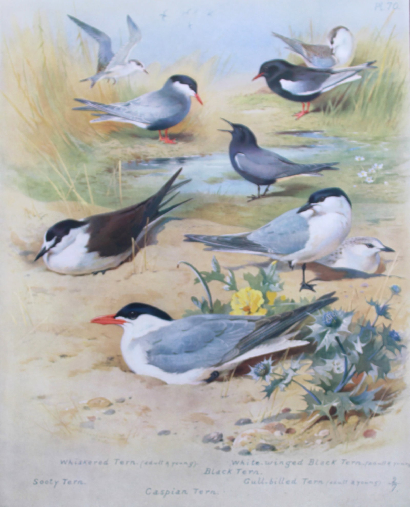 Archibald Thorburn - Chromolithograph of Terns 1915: This chromolithograph is from British Birds by Archibald Thorburn. Published in 1915 by Longmans, Green and Co, London. Size: approx. 12in x 9.5in (31cm x 24cm)