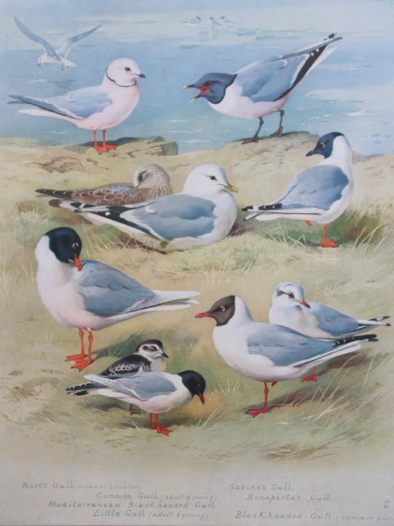 Archibald Thorburn - Chromolithograph of Gulls 1915: This chromolithograph is from British Birds by Archibald Thorburn. Published in 1915 by Longmans, Green and Co, London. Size: approx. 12in x 9.5in (31cm x 24cm)