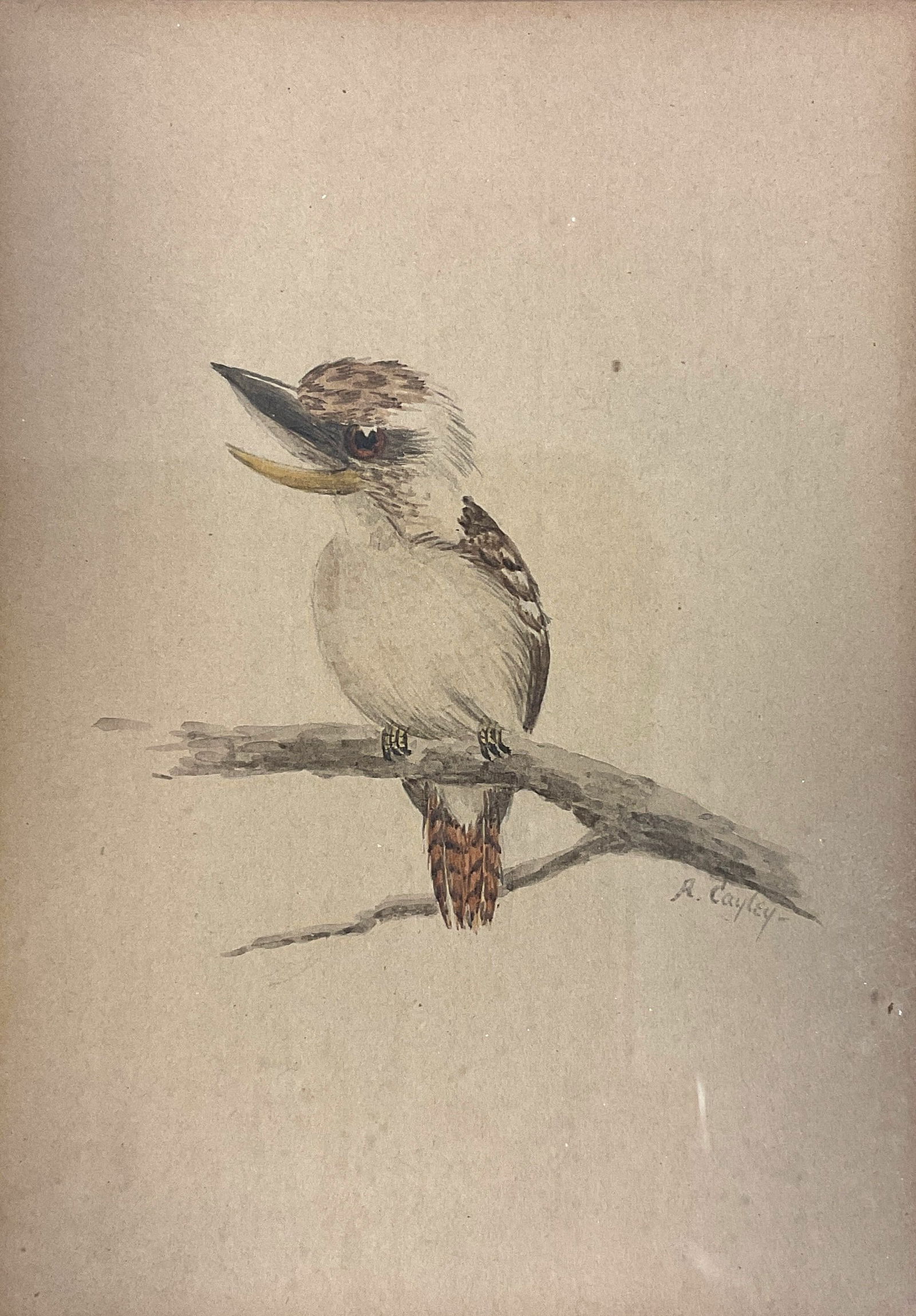 Cayley - Watercolour of Kookaburra 19th century: This small watercolour from Australia of the Kookaburra, signed R Cayley possibly related to Neville Cayley. Size: 5.1in x 3.6in (13cm x 9cm)