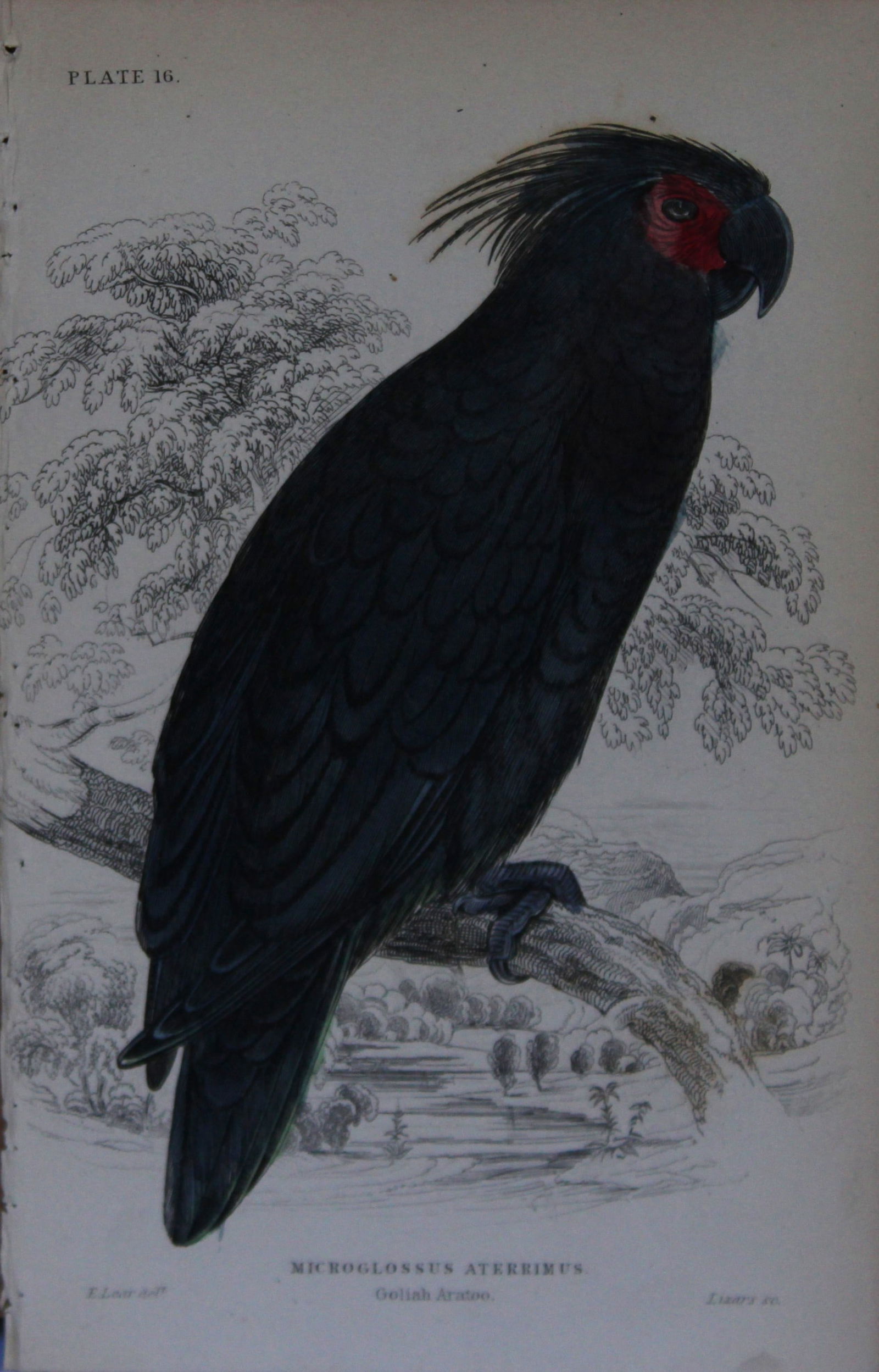 Edward Lear - Hand-coloured engraving of Goliath Aratoo 1836: This original hand-coloured steel engraving is from Parrots, Volume X of the Naturalist's Library series, published by Chatto & Windus, London 1836.The parrots were drawn by Edward Lear and engraved b