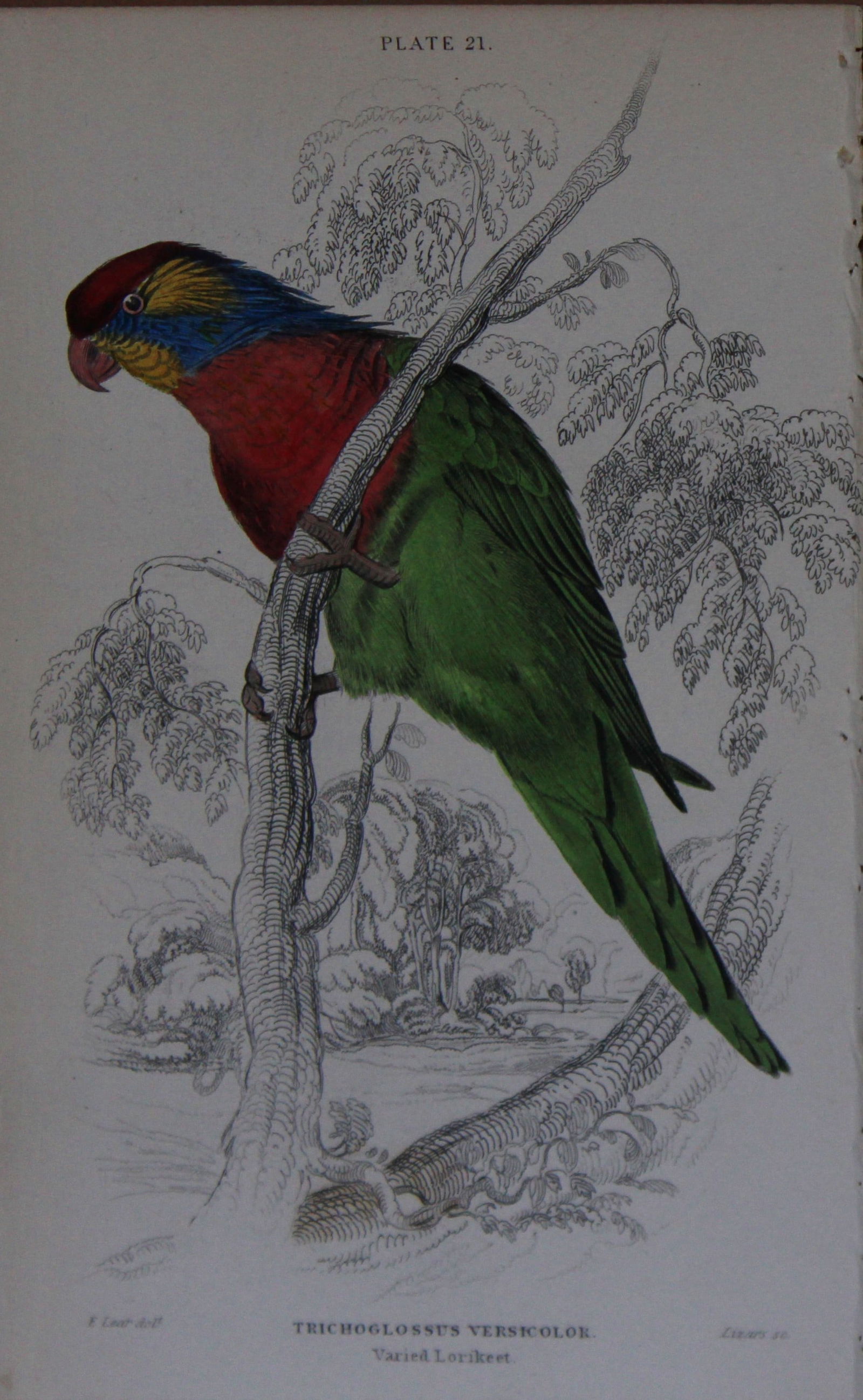 Edward Lear - Hand-coloured engraving of Varied Lorikeet 1836 (1 of 1)