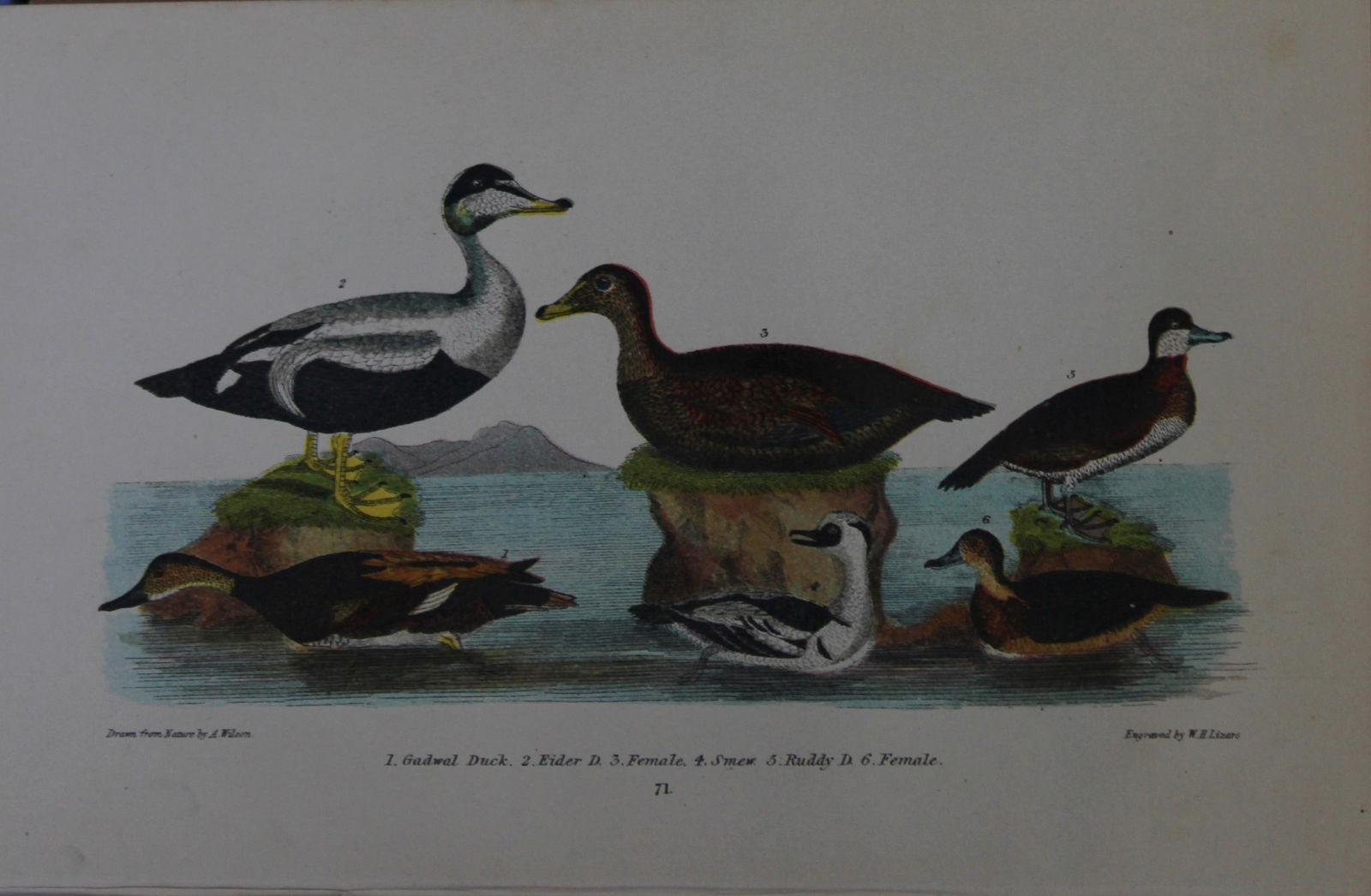 A Wilson and Bonaparte - Print of 4 varieties of Ducks 1877 (1 of 1)