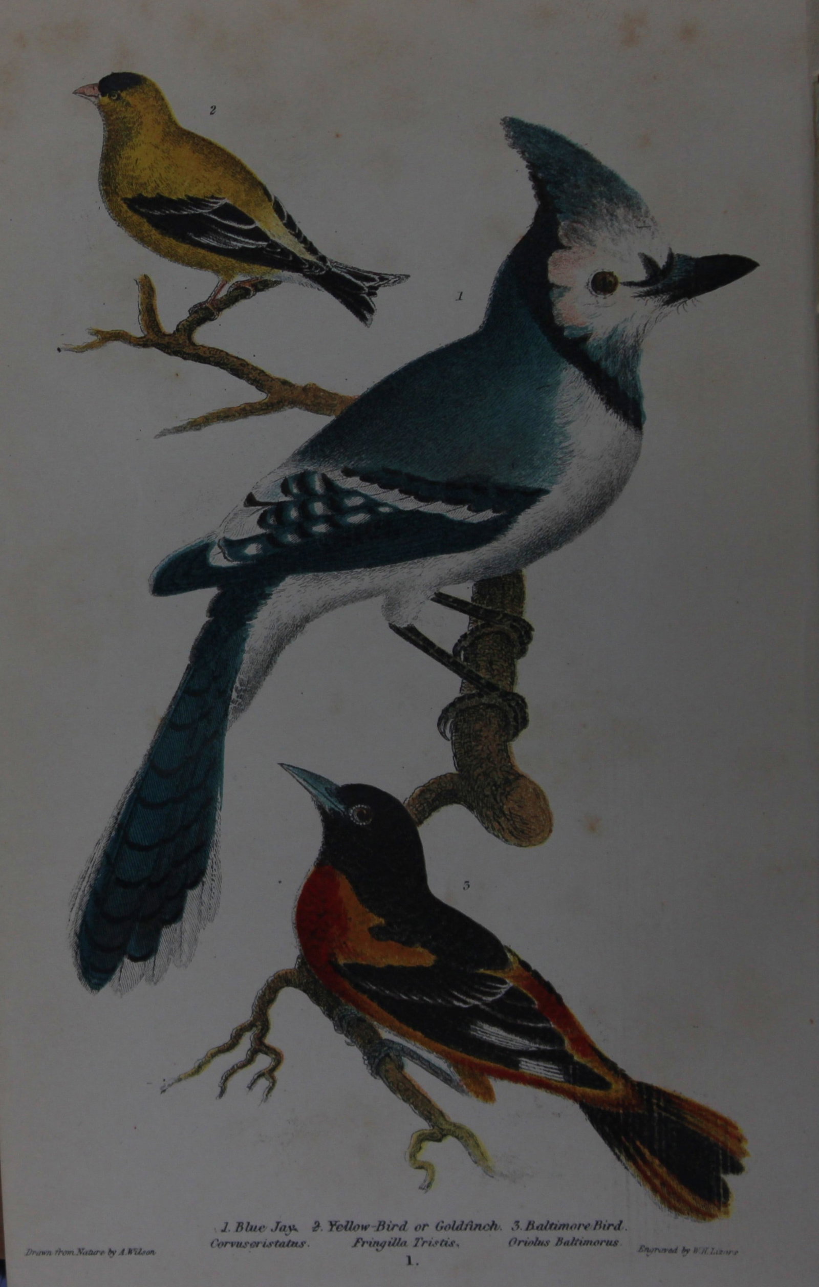 A Wilson and Bonaparte - Print of Blue Jay, Goldfinch and Baltimore Bird 1877: This chromolithographic print engraved by WH Lizar is from American Ornithology or, The Natural History of the Birds of the United States by Alexander Wilson and Prince Charles Lucian Bonaparte. Publi
