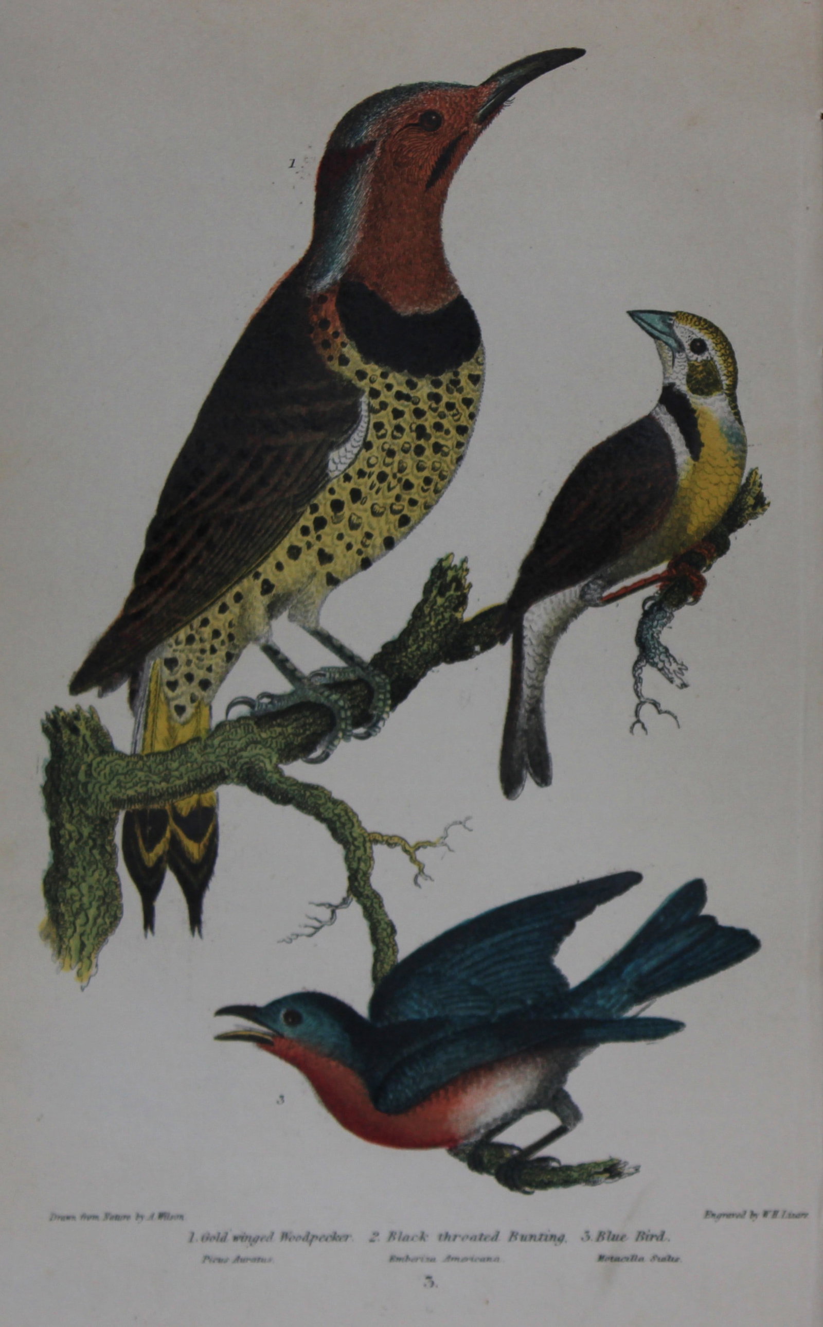 A Wilson and Bonaparte - Print of Woodpecker, Bunting and Bluebird 1877: This chromolithographic print engraved by WH Lizar is from American Ornithology or, The Natural History of the Birds of the United States by Alexander Wilson and Prince Charles Lucian Bonaparte. Publi