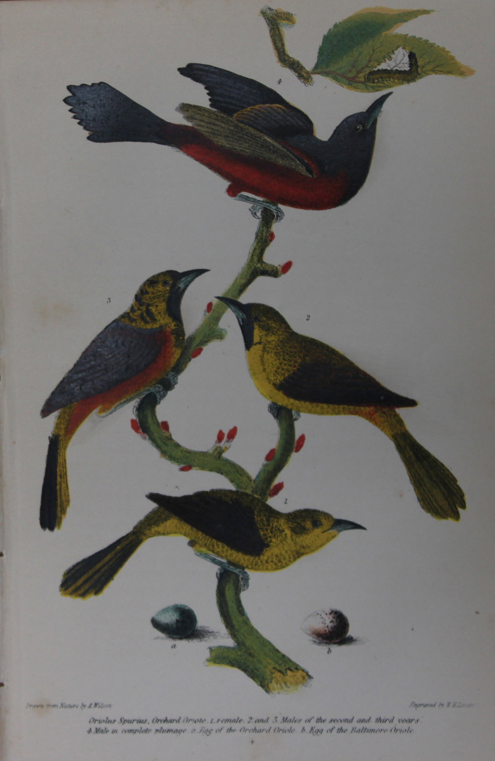 A Wilson and Bonaparte - Print of Orioles 1877: This chromolithographic print engraved by WH Lizar is from American Ornithology or, The Natural History of the Birds of the United States by Alexander Wilson and Prince Charles Lucian Bonaparte. Publi