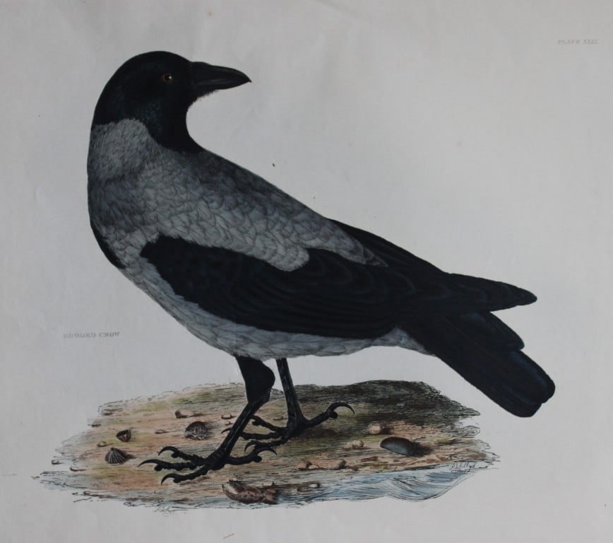 Prideaux J Selby - Rare folio engraving of Hooded Crow 1821 (1 of 2)
