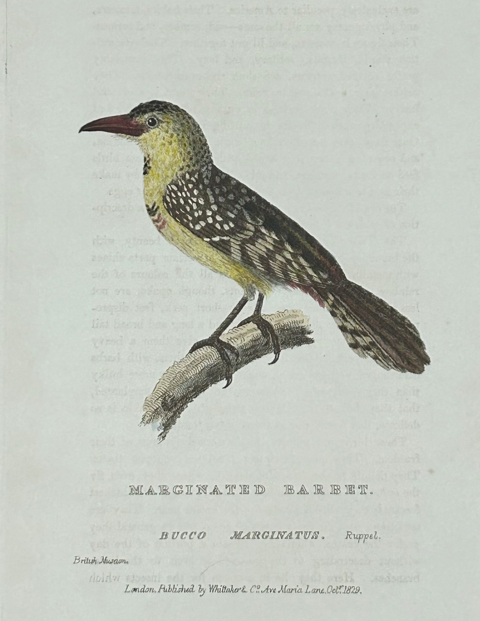 Baron Cuvier - Marginated Barbet 1829: This antique engraving is from the English edition of The Animal Kingdom by Baron Georges Cuvier. Published by GB Whittaker & Co, London 1828-29.Artists who contributed to this work were Landseer, Sow