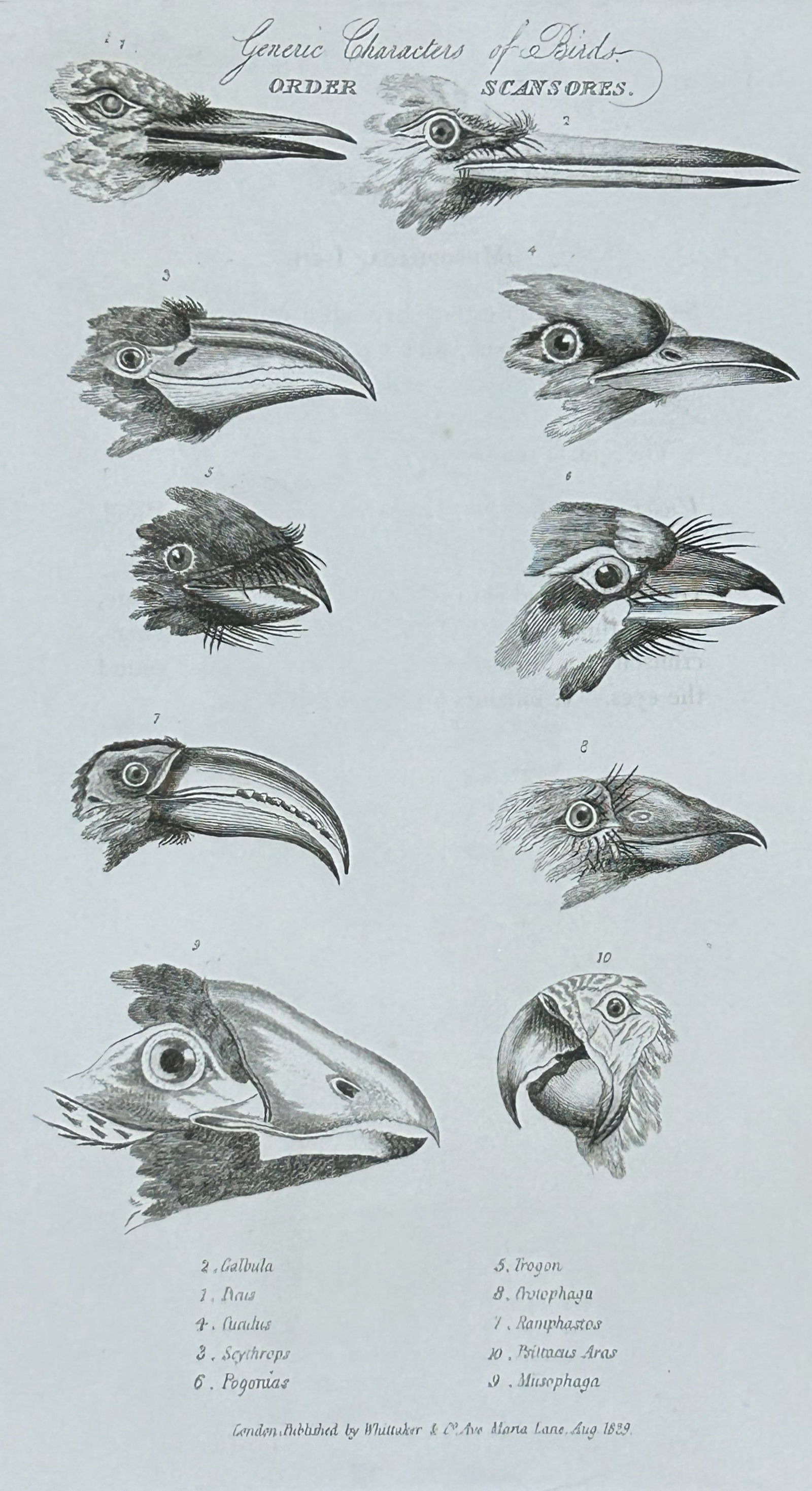 Baron Cuvier - 3 prints of Bird Beaks 1829 (1 of 3)