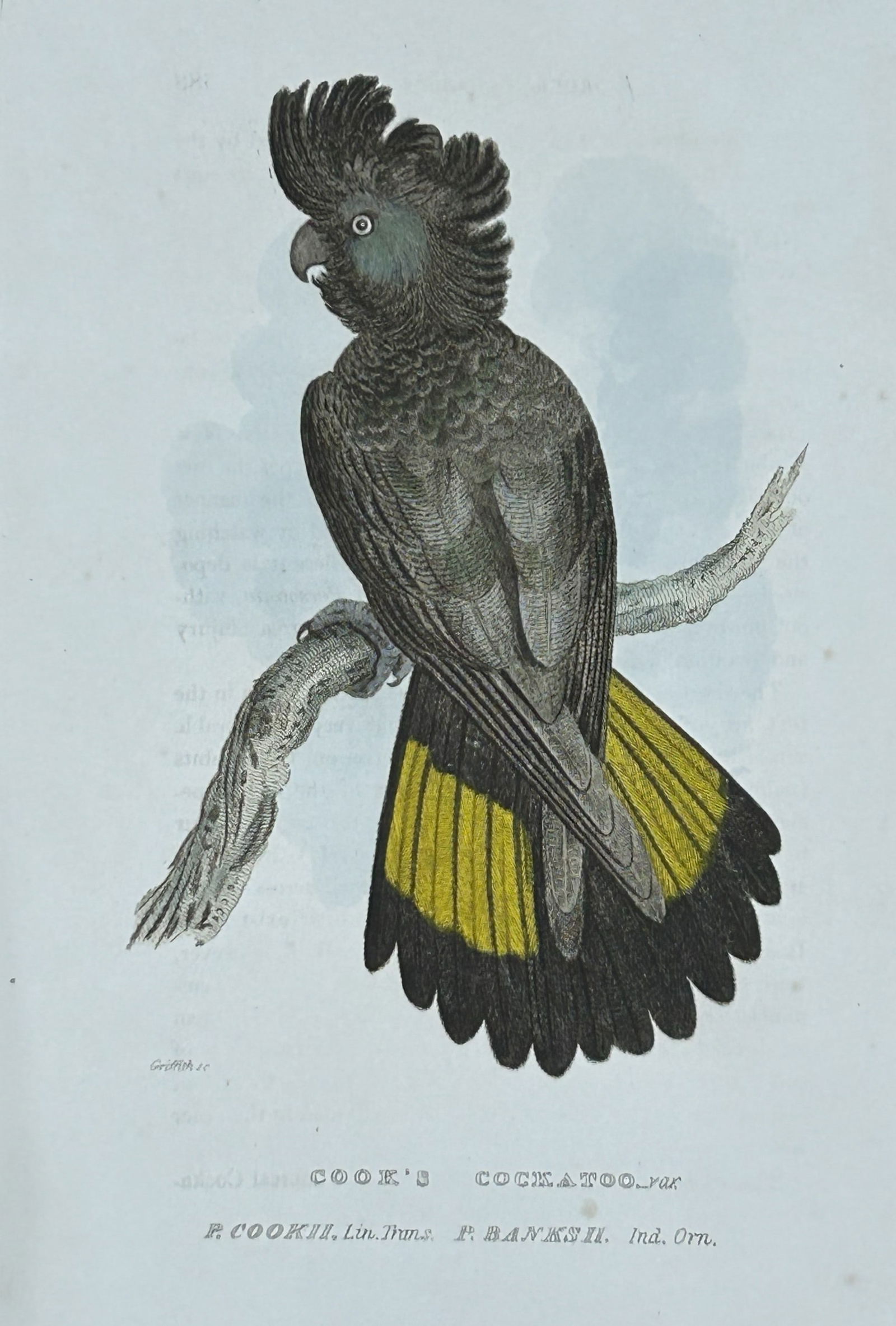 Baron Cuvier - Cook's Cockatoo 1829: This antique engraving is from the English edition of The Animal Kingdom by Baron Georges Cuvier. Published by GB Whittaker & Co, London 1828-29.Artists who contributed to this work were Landseer, Sow