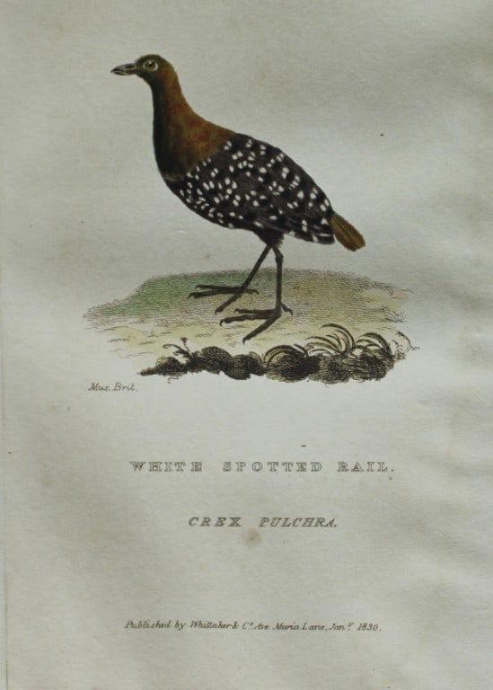 Baron Cuvier - White Spotted Rail 1829: This antique engraving is from the English edition of The Animal Kingdom by Baron Georges Cuvier. Published by GB Whittaker & Co, London 1828-29.Artists who contributed to this work were Landseer, Sow