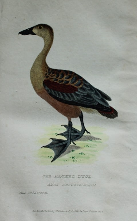 Baron Cuvier - The Arched Duck 1829: This antique engraving is from the English edition of The Animal Kingdom by Baron Georges Cuvier. Published by GB Whittaker & Co, London 1828-29.Artists who contributed to this work were Landseer, Sow
