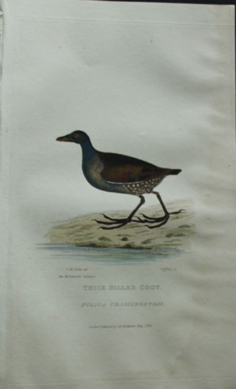Baron Cuvier - The Thick Billed Coot 1829: This antique engraving is from the English edition of The Animal Kingdom by Baron Georges Cuvier. Published by GB Whittaker & Co, London 1828-29.Artists who contributed to this work were Landseer, Sow