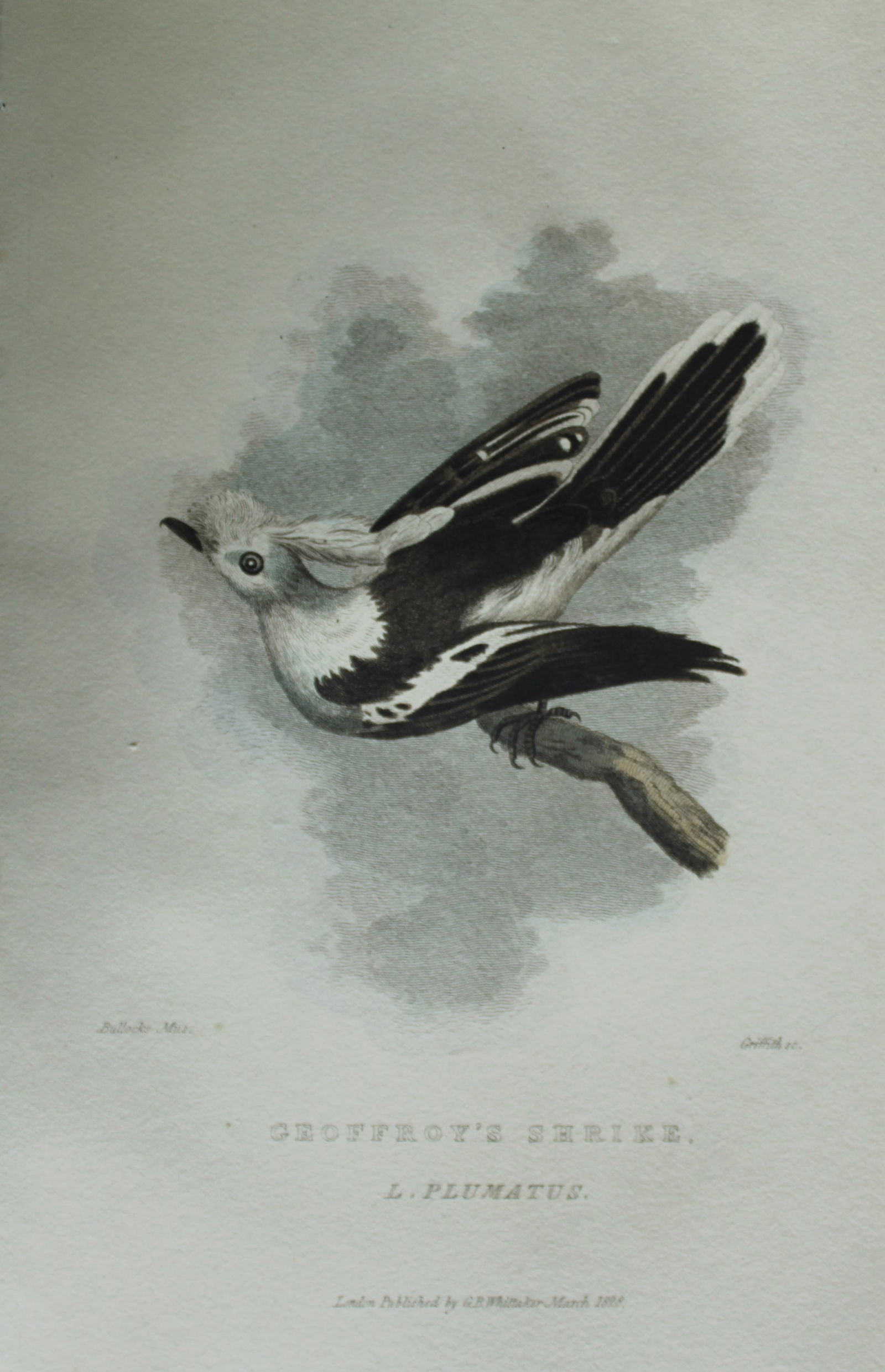 Baron Cuvier - Geoffroy's Shrike 1829: This antique engraving is from the English edition of The Animal Kingdom by Baron Georges Cuvier. Published by GB Whittaker & Co, London 1828-29.Artists who contributed to this work were Landseer, Sow