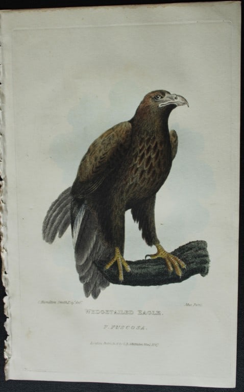 Baron Cuvier - The Wedgetailed Eagle 1829: This antique engraving is from the English edition of The Animal Kingdom by Baron Georges Cuvier. Published by GB Whittaker & Co, London 1828-29.Artists who contributed to this work were Landseer, Sow