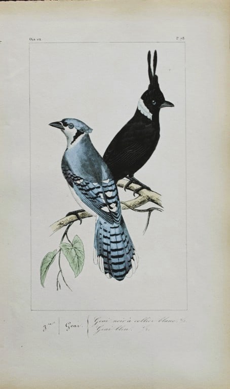 Charles Lemaire - Blue & Black Jays from Exotic Birds 1836 (1 of 1)