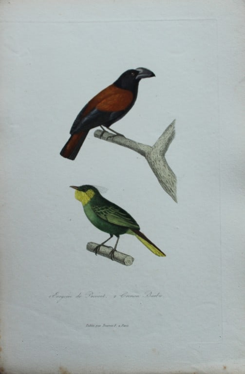 Rene Lesson - Madagascar Vanga and Barbu 1838: This hand coloured copperplate engraving is from Complements de Buffon by Ren? Primev?re Lesson. Published by Pourrat Freres, Paris 1838. Size: 9.75in x 6.5in (25cm x 16.5cm)