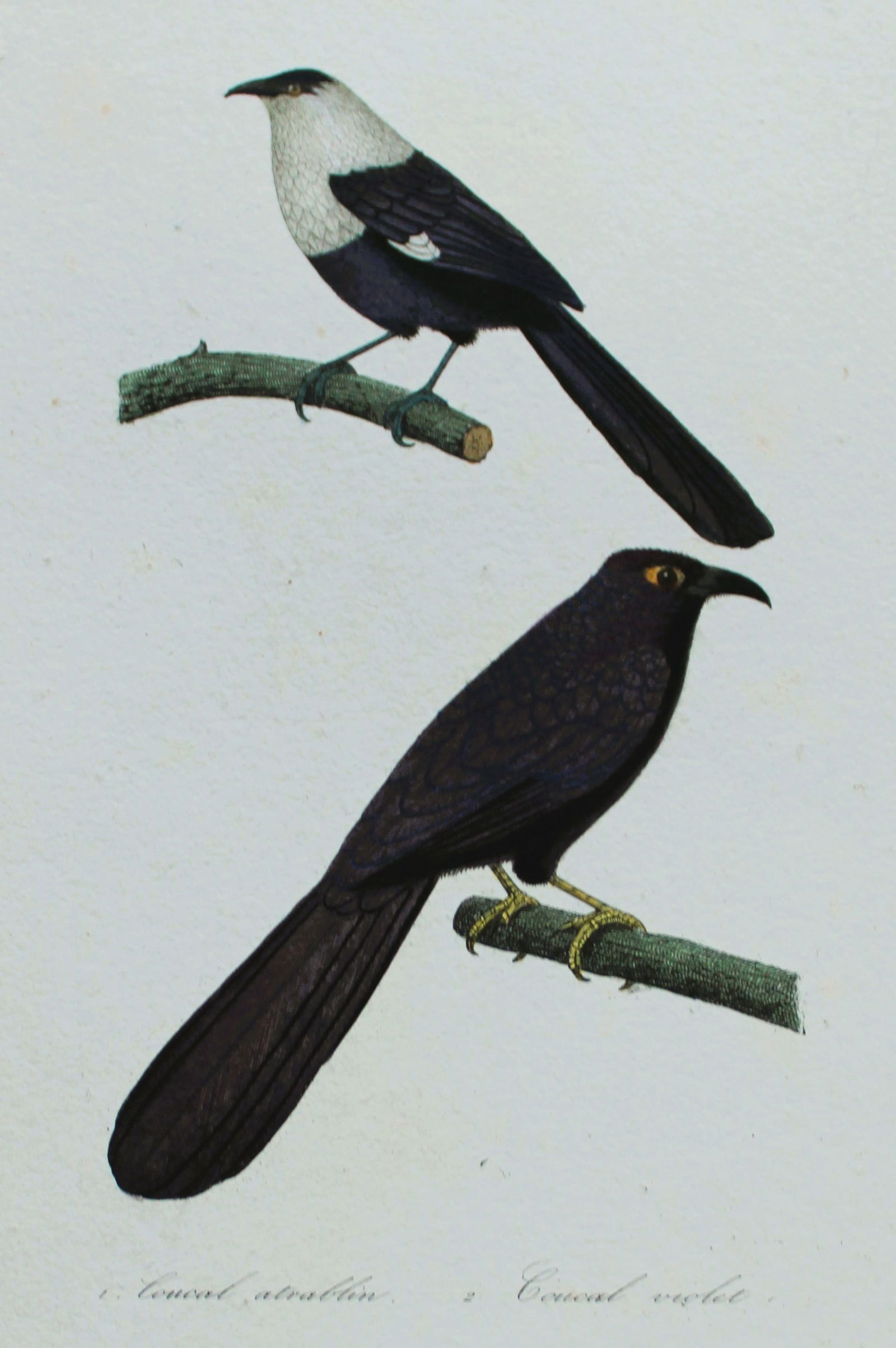 Rene Lesson - Cuckoos 1838: This hand coloured copperplate engraving is from Complements de Buffon by Ren? Primev?re Lesson. Published by Pourrat Freres, Paris 1838. Size: 9.75in x 6.5in (25cm x 16.5cm)