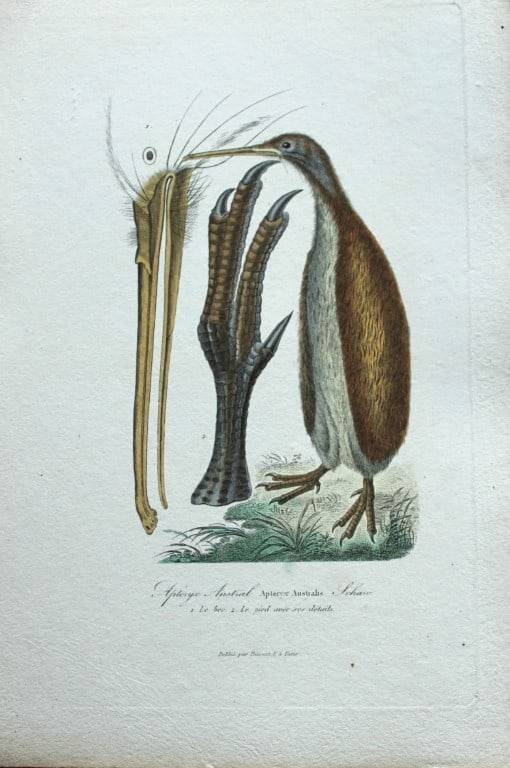 Rene Lesson - Southern Brown Kiwi 1838: This hand coloured copperplate engraving is from Complements de Buffon by Ren? Primev?re Lesson. Published by Pourrat Freres, Paris 1838. Size: 9.75in x 6.5in (25cm x 16.5cm)