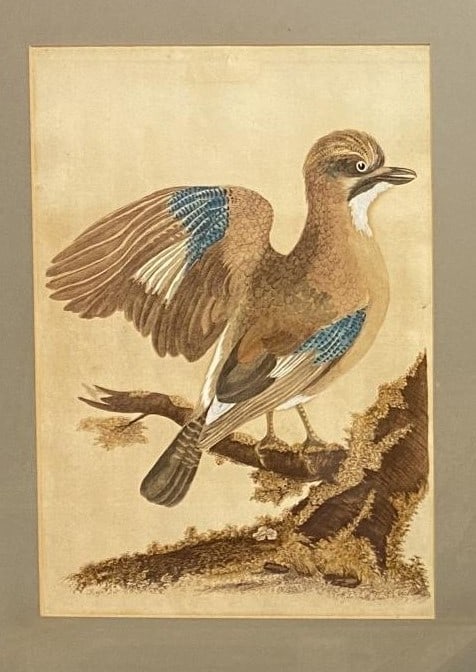 William Hayes - Hand-coloured engraving of Jay 1817: This hand-coloured engraving is from Portraits of the Curious Exotic Birds, which formerly composed the Osterly Menagerie by William Hayes. Published by William Bulmer and Co., London: 1817 This serie