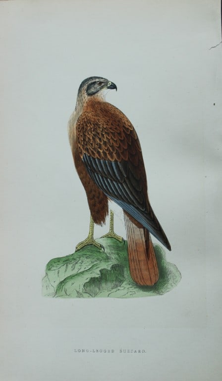 Charles Bree - Hand-coloured engraving of Long-legged Buzzard 1866: This hand-coloured wood engraving is from the History of the Birds of Europe, not observed in the British Isles by Charles Robert Bree, FZS and published by Groombridge and Sons, London. 1866, first e