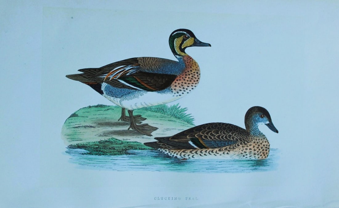 Charles Bree - Hand-coloured engraving of Clucking Teal 1866: This hand-coloured wood engraving is from the History of the Birds of Europe, not observed in the British Isles by Charles Robert Bree, FZS and published by Groombridge and Sons, London. 1866, first e