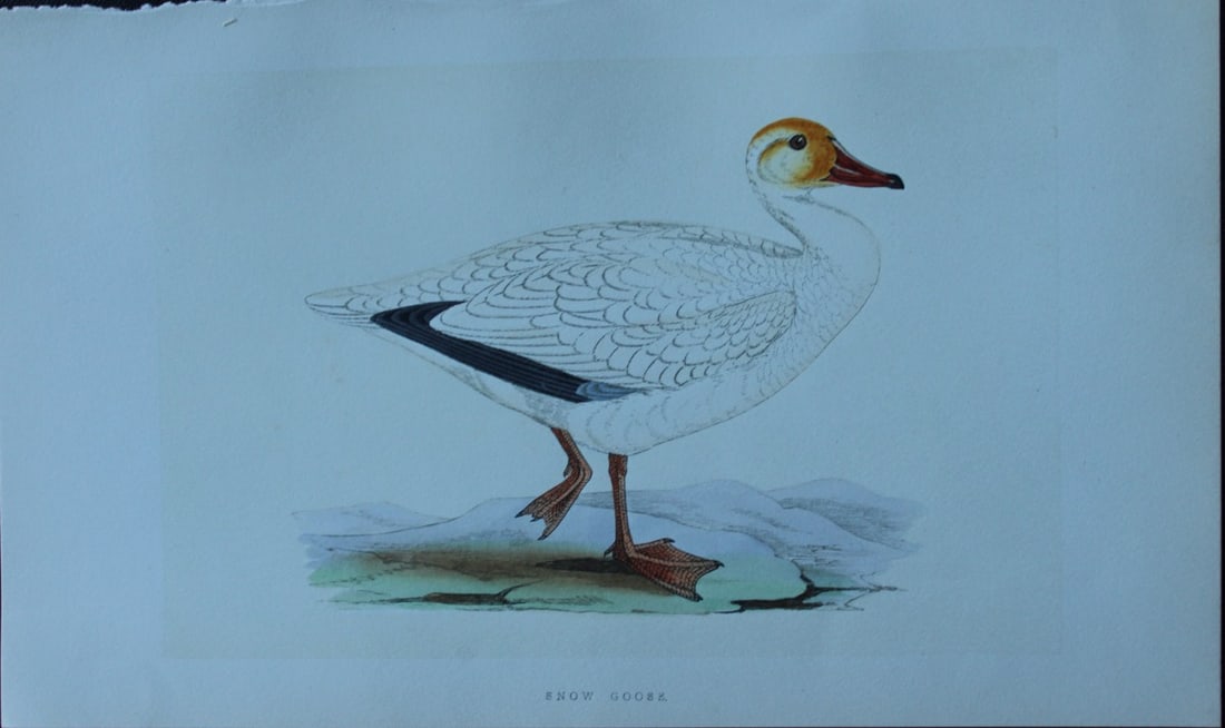 Charles Bree - Hand-coloured engraving of Snow Goose 1866 (1 of 1)
