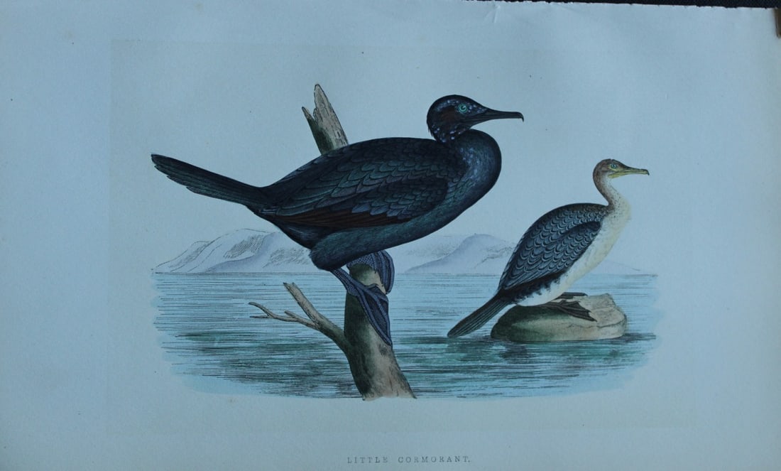Charles Bree - Hand-coloured engraving of Little Cormorant 1866: This hand-coloured wood engraving is from the History of the Birds of Europe, not observed in the British Isles by Charles Robert Bree, FZS and published by Groombridge and Sons, London. 1866, first e