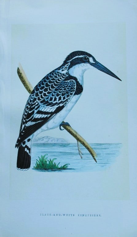 Charles Bree - Hand-coloured engraving of Black and White Kingfisher 1866: This hand-coloured wood engraving is from the History of the Birds of Europe, not observed in the British Isles by Charles Robert Bree, FZS and published by Groombridge and Sons, London. 1866, first e