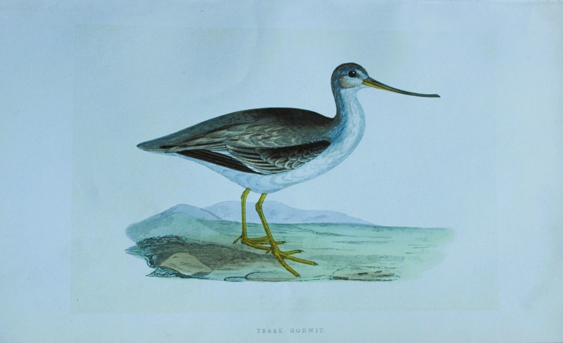 Charles Bree - Hand-coloured engraving of Terek Godwit 1866: This hand-coloured wood engraving is from the History of the Birds of Europe, not observed in the British Isles by Charles Robert Bree, FZS and published by Groombridge and Sons, London. 1866, first e