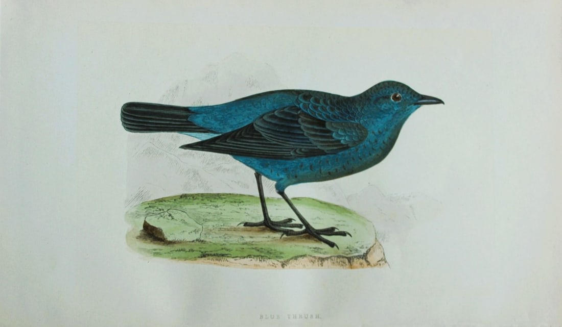 Charles Bree - Hand-coloured engraving of Blue Thrush 1866: This hand-coloured wood engraving is from the History of the Birds of Europe, not observed in the British Isles by Charles Robert Bree, FZS and published by Groombridge and Sons, London. 1866, first e