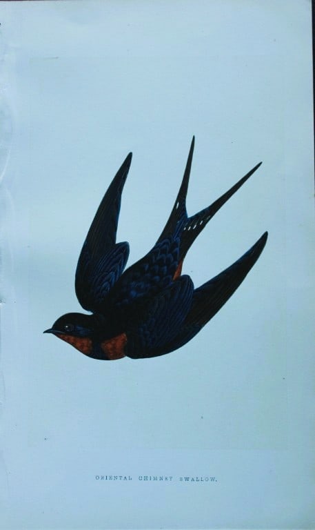 Charles Bree - Hand-coloured engraving of Oriental Chimney Swallow 1866: This hand-coloured wood engraving is from the History of the Birds of Europe, not observed in the British Isles by Charles Robert Bree, FZS and published by Groombridge and Sons, London. 1866, first e