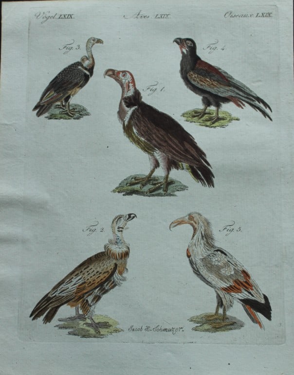 FJ Bertuch & Jakob X Schmuzer - Engraving of Vultures 1792: This original hand-coloured engraving is by JX Schmuzer for FJ Bertuch's Bilderbuch fur Kinder, published in Weimar 1792-1810. Size: approx. 9in x 7in (22.5cm x 18cm)
