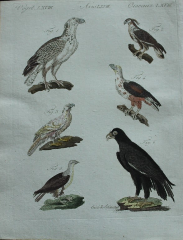 FJ Bertuch & Jakob X Schmuzer - Engraving of Birds of Prey 1792: This original hand-coloured engraving is by JX Schmuzer for FJ Bertuch's Bilderbuch fur Kinder, published in Weimar 1792-1810. Size: approx. 9in x 7in (22.5cm x 18cm)