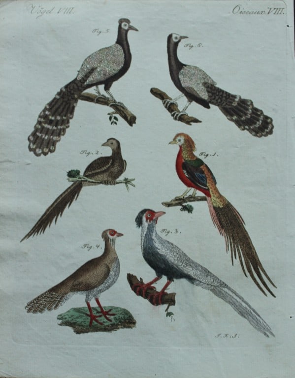 FJ Bertuch & Jakob X Schmuzer - Engraving of Pheasants etc 1792: This original hand-coloured engraving is by JX Schmuzer for FJ Bertuch's Bilderbuch fur Kinder, published in Weimar 1792-1810. Size: approx. 9in x 7in (22.5cm x 18cm)