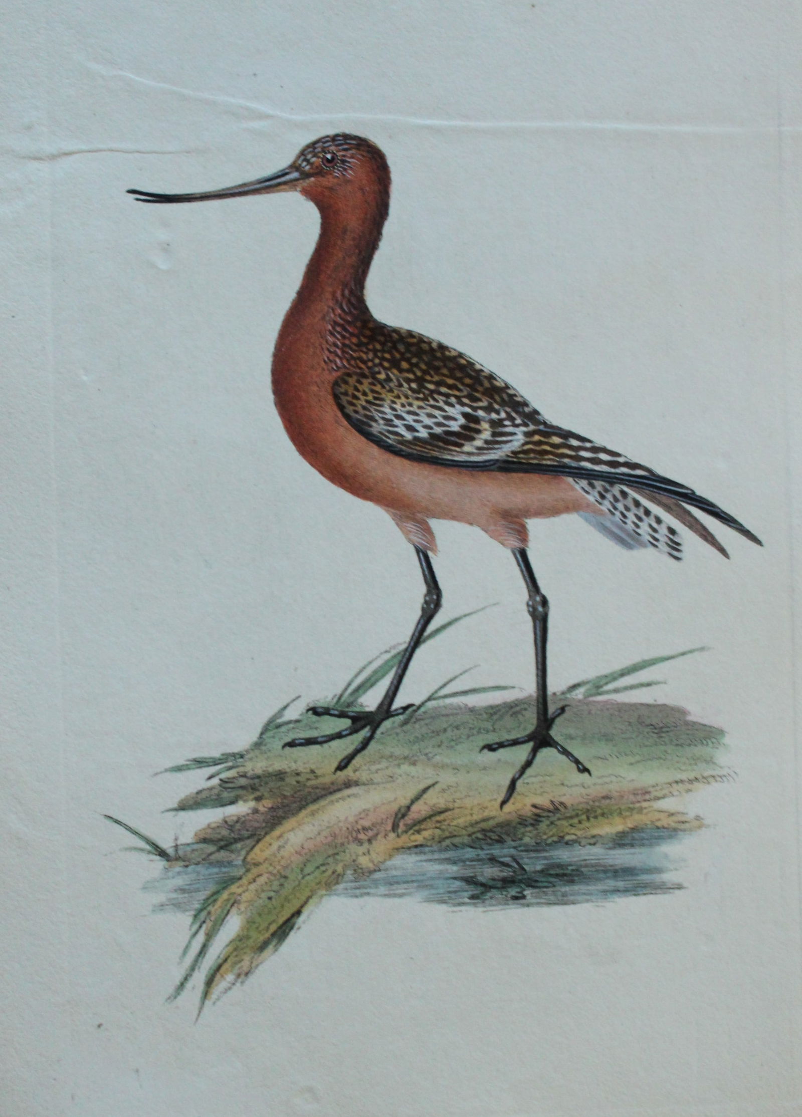 Edward Donovan - Hand-coloured engraving of Rufous Godwit 1794: This hand coloured engraving is from The Natural History of British Birds by Edward Donovan, published in 1794-1819 in London and printed by F & C Rivington. Size: 5 ?in x 9 ? in (14cm x 23.5cm)