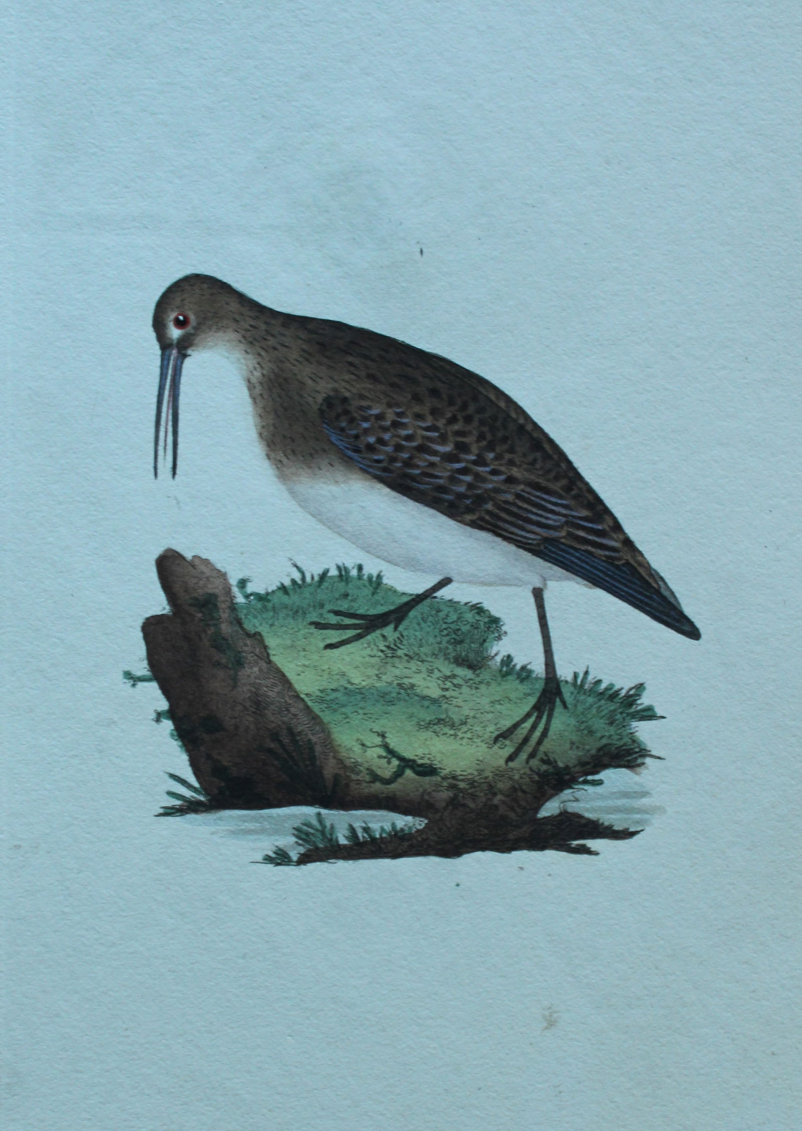 Edward Donovan - Hand-coloured engraving of Purre or Stint 1794: This hand coloured engraving is from The Natural History of British Birds by Edward Donovan, published in 1794-1819 in London and printed by F & C Rivington. Size: 5 ?in x 9 ? in (14cm x 23.5cm)