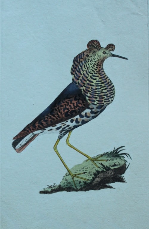 Edward Donovan - Hand-coloured engraving of Ruff 1794: This hand coloured engraving is from The Natural History of British Birds by Edward Donovan, published in 1794-1819 in London and printed by F & C Rivington. Size: 5 ?in x 9 ? in (14cm x 23.5cm)