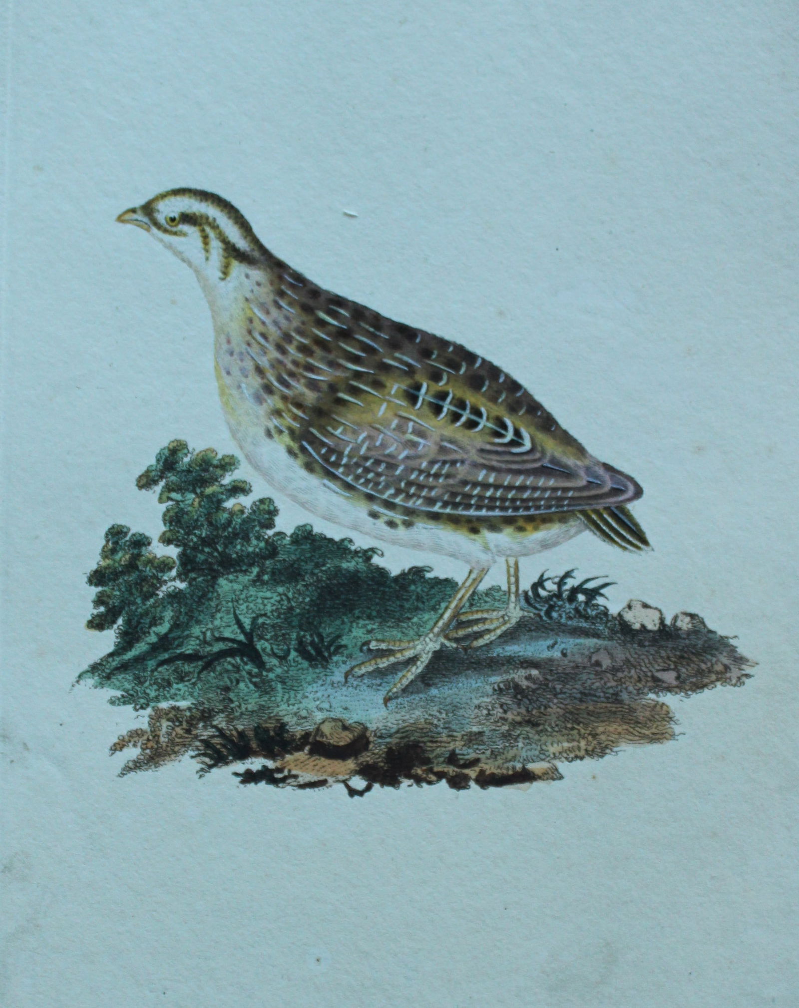 Edward Donovan - Hand-coloured engraving of Common Quail 1794: This hand coloured engraving is from The Natural History of British Birds by Edward Donovan, published in 1794-1819 in London and printed by F & C Rivington. Size: 5 ?in x 9 ? in (14cm x 23.5cm)