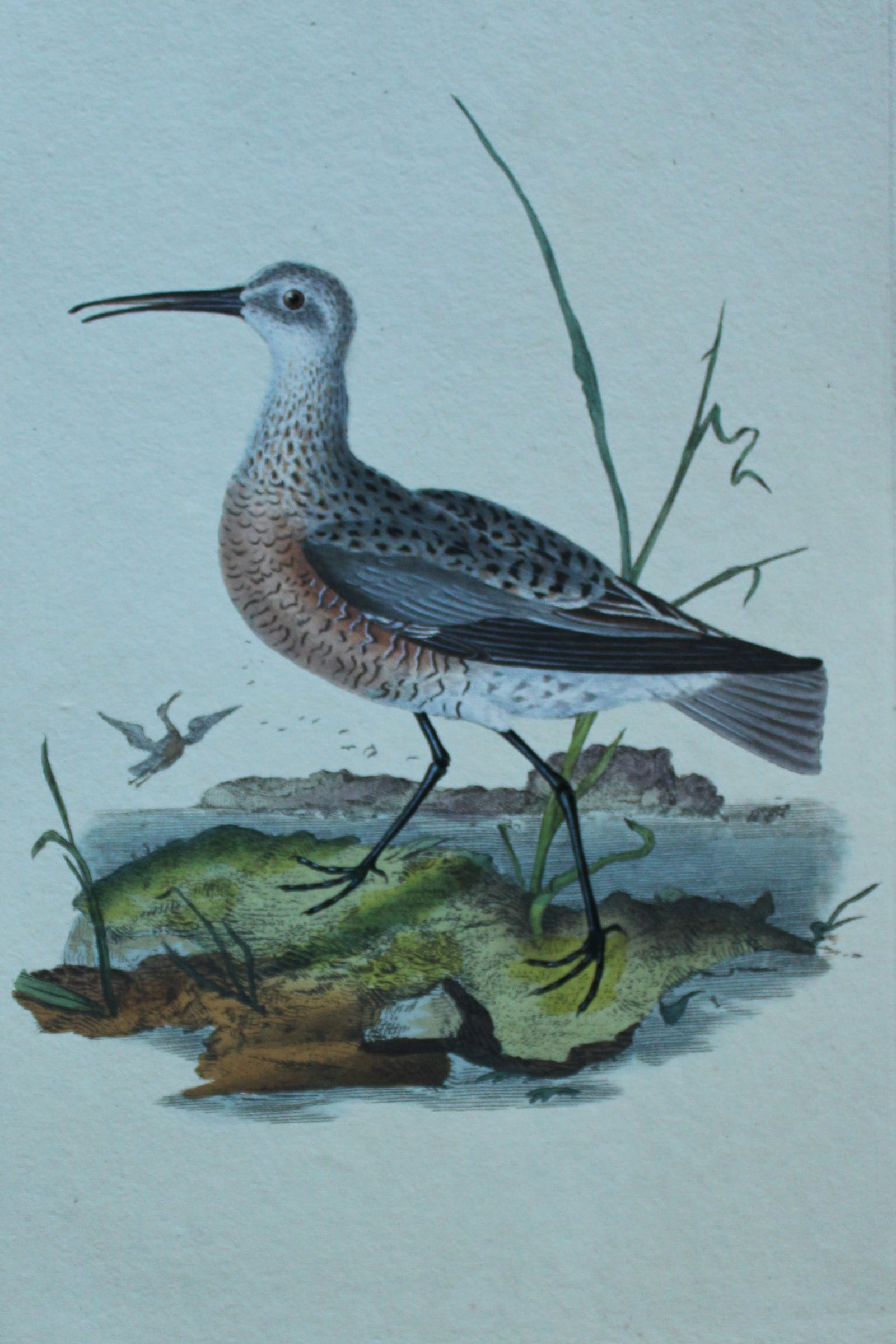 Edward Donovan - Hand-coloured engraving of Pygmy Curlew. 1794: This hand coloured engraving is from The Natural History of British Birds by Edward Donovan, published in 1794-1819 in London and printed by F & C Rivington. Size: 5 ?in x 9 ? in (14cm x 23.5cm)
