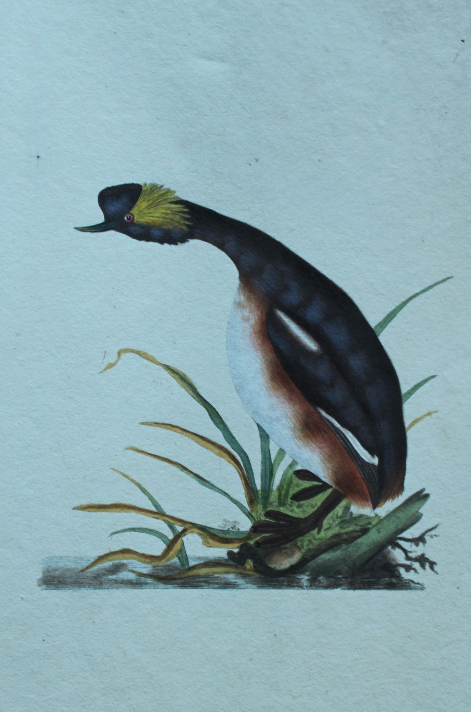 Edward Donovan - Hand-coloured engraving of Eared Grebe 1794: This hand coloured engraving is from The Natural History of British Birds by Edward Donovan, published in 1794-1819 in London and printed by F & C Rivington. Size: 5 ?in x 9 ? in (14cm x 23.5cm)