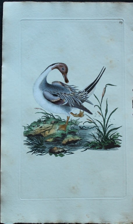 Edward Donovan - Hand-coloured engraving of Pin-tail Duck 1794: This hand coloured engraving is from The Natural History of British Birds by Edward Donovan, published in 1794-1819 in London and printed by F & C Rivington. Size: 5 ?in x 9 ? in (14cm x 23.5cm)